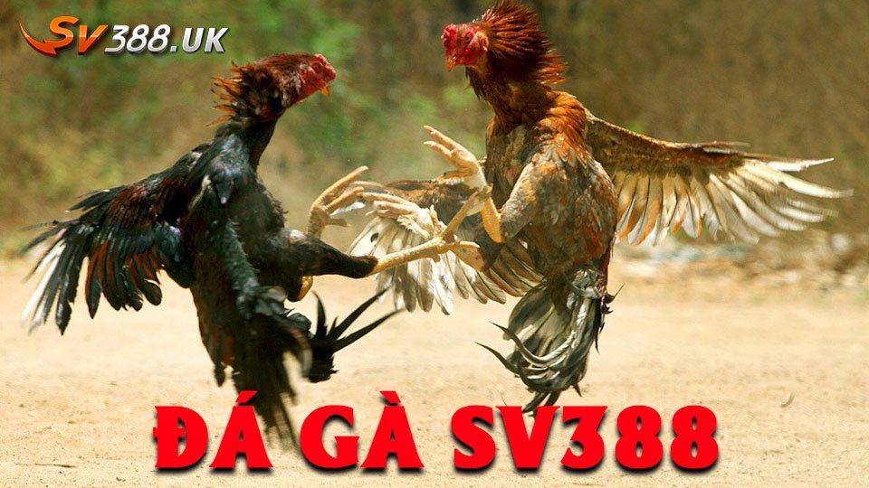 đá gà sv388 tại sv388.uk