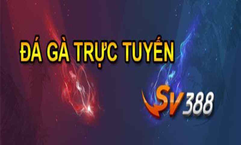 Đá gà ăn tiền SV388 uy tín, thưởng cao