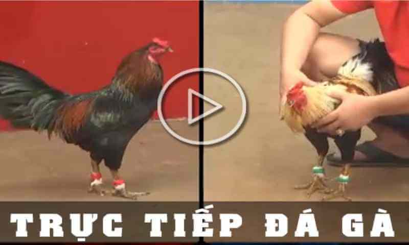 Theo dõi các trận đá gà tre trực tuyến bằng thiết bị gì?